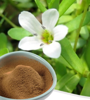 Bacopa Monnieri Extract
