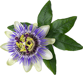 PassionFlower ingredient