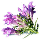 Prickly Pear ingredient